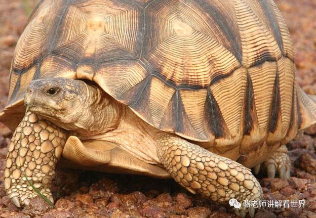 (图为极度濒危的安哥洛卡象龟)