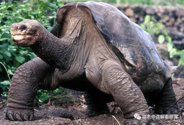 (图为最后一只平塔岛象龟孤独的乔治)