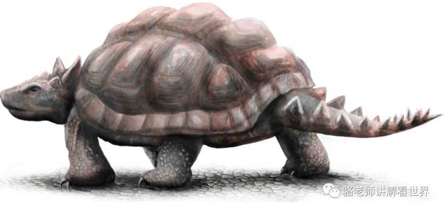 卷角龟( meiolania sp.