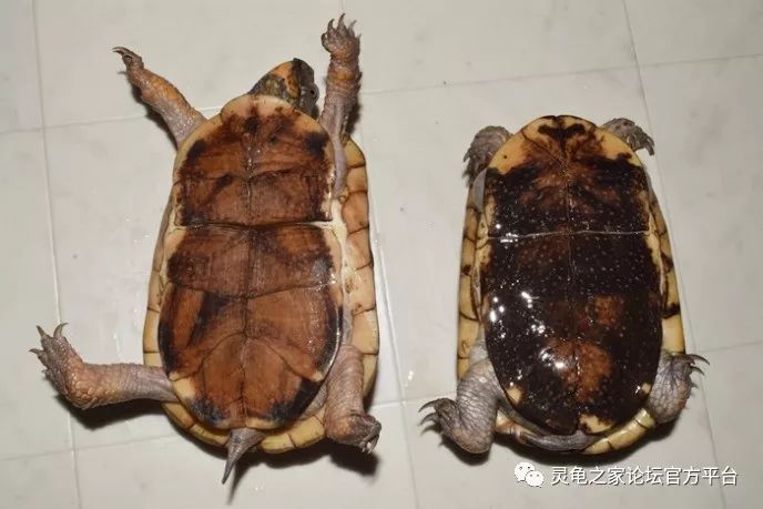 星点箱龟 斑点箱龟