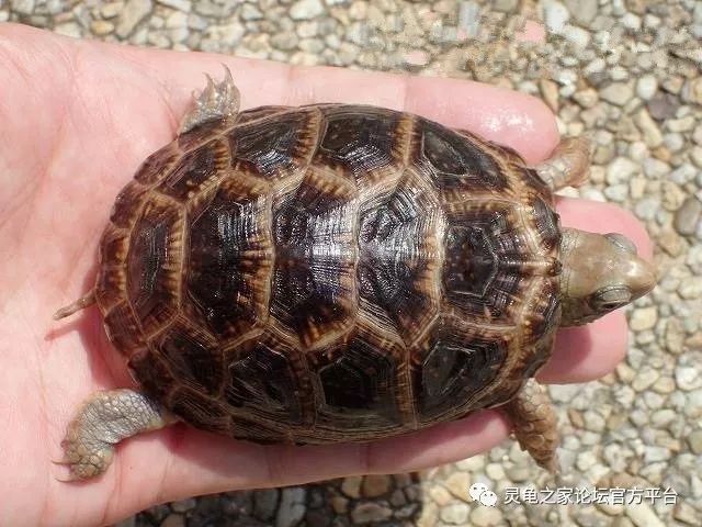 星点箱龟 斑点箱龟