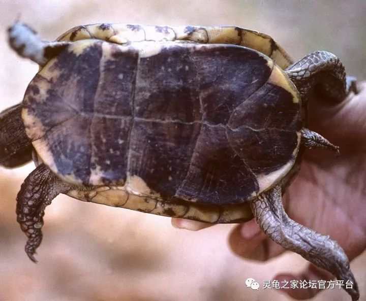 星点箱龟 斑点箱龟