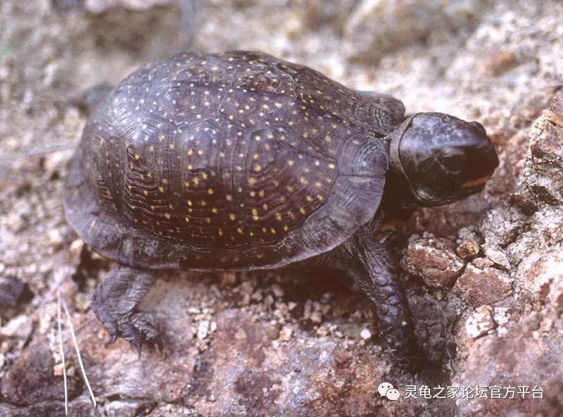 星点箱龟 斑点箱龟