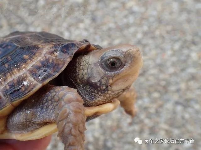 星点箱龟 斑点箱龟