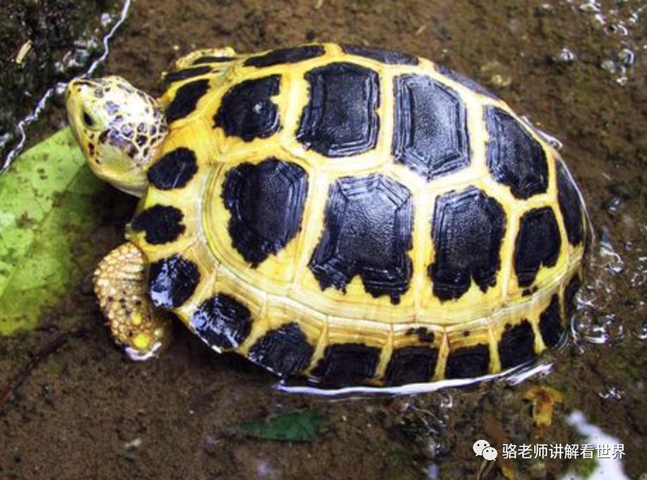 印度陆龟属三个种的区分法!