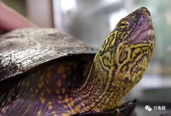 带你了解日本草龟