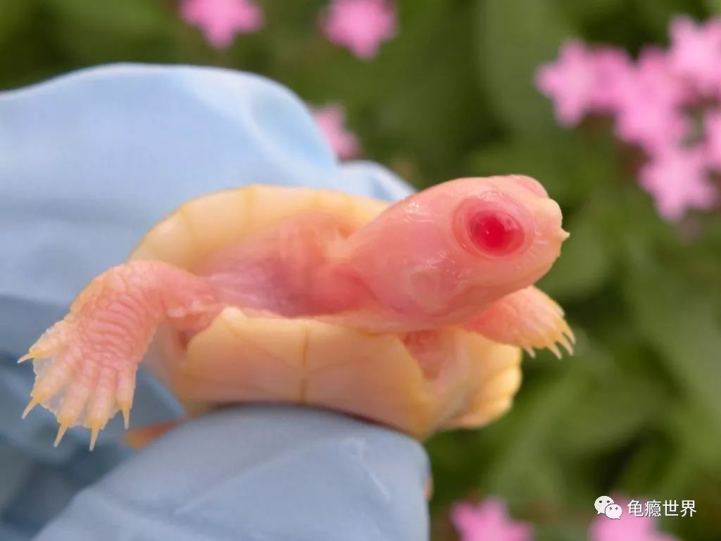 文章详情 暴风雪( blizzard )巴西龟 暴风雪巴西是近两年一个新培育的