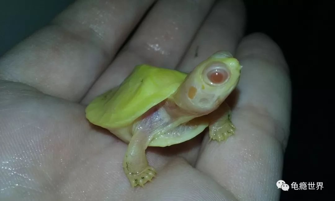 文章详情 暴风雪( blizzard )巴西龟 暴风雪巴西是近两年一个新培育的