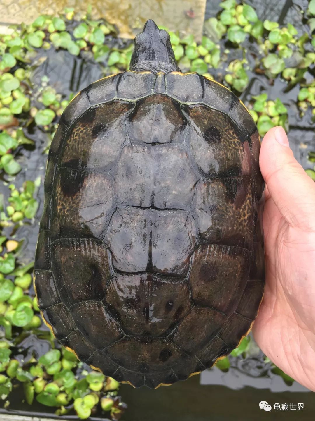 黑巴西龟成体图片