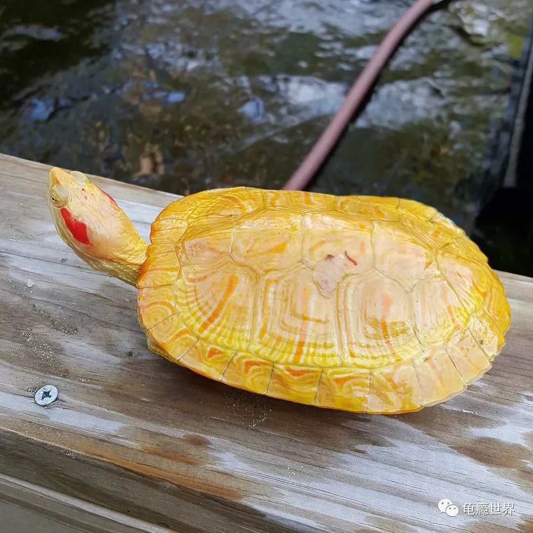 异军崛起 —— 细说变异巴西龟