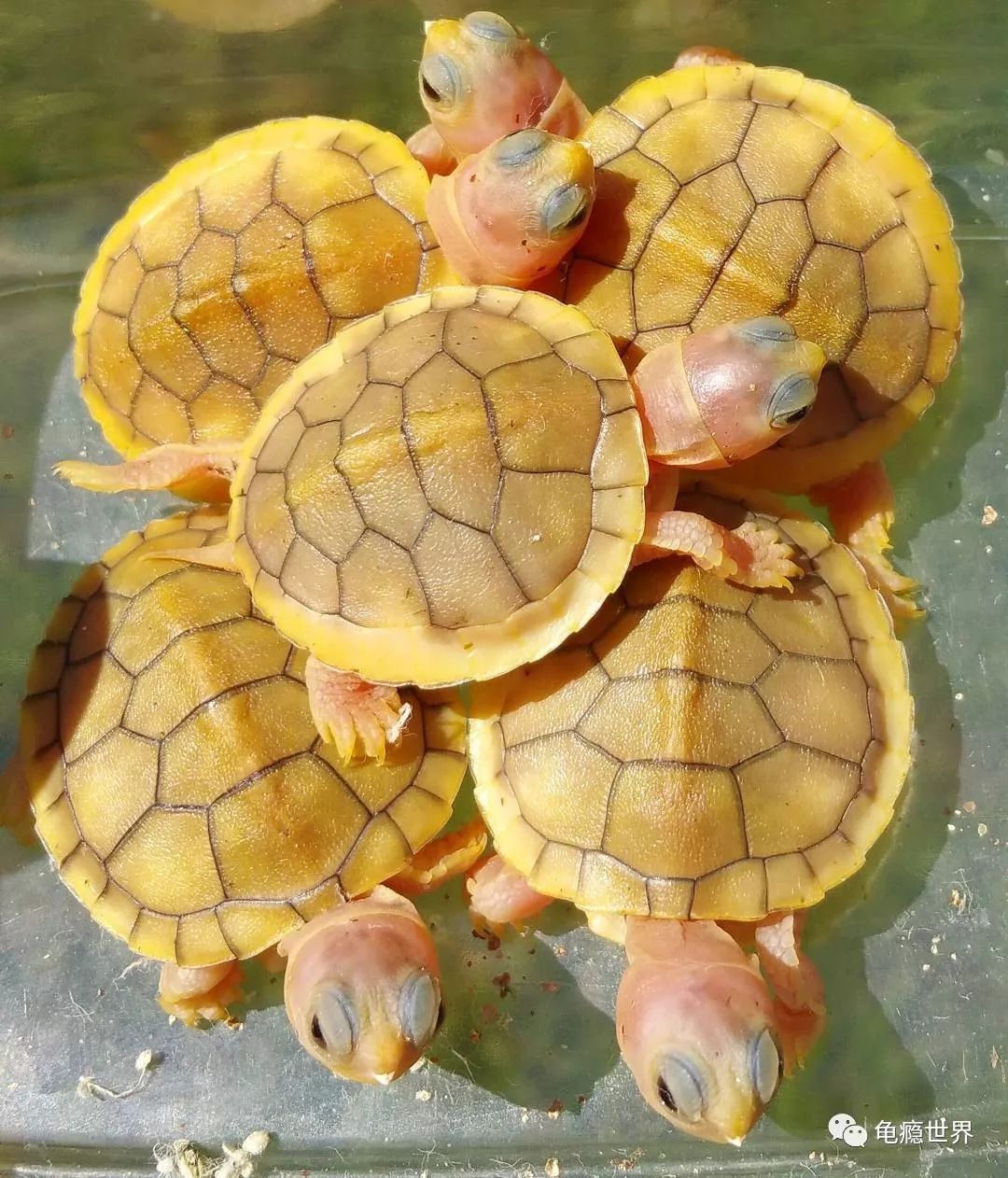 异军崛起 —— 细说变异巴西龟