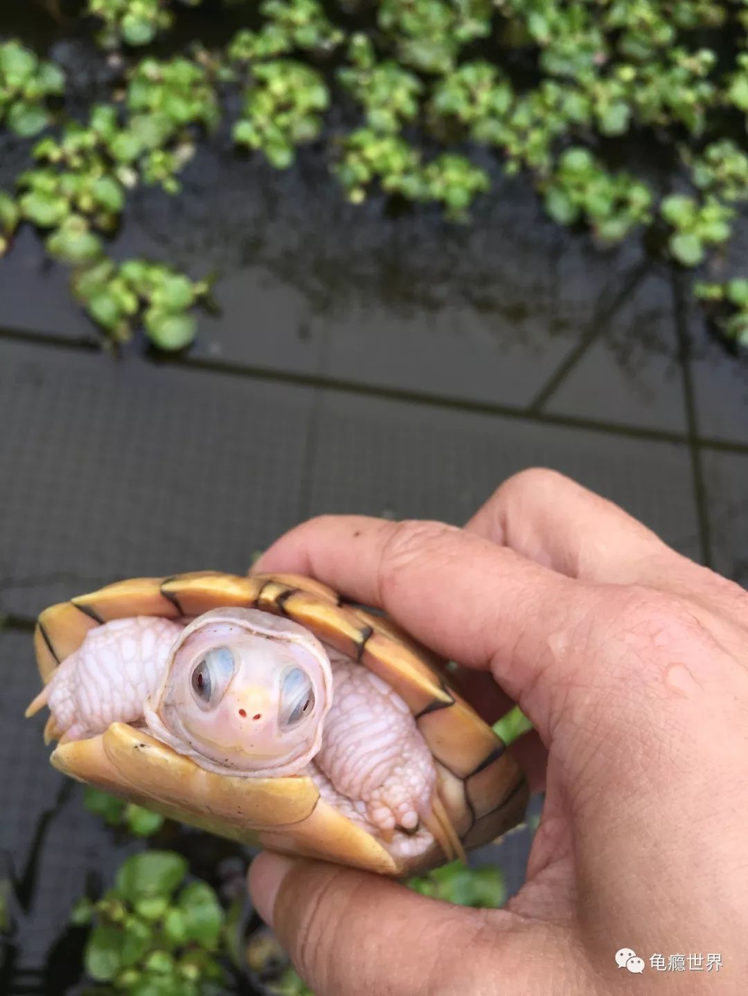 异军崛起 —— 细说变异巴西龟