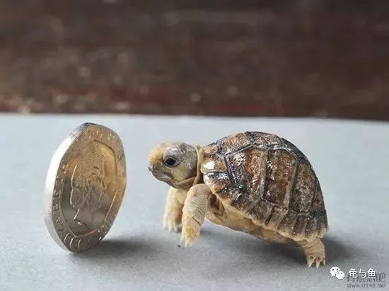 陆龟入门二十二条