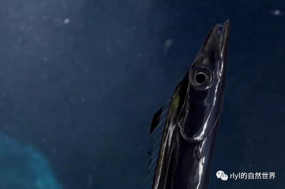 蜘蛛蟹戴"花"迷惑对手,叉尾带鱼直立游动如风铃