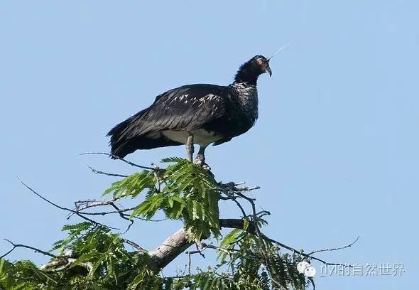 角叫鸭(horned screamer)