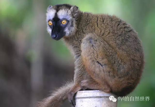 褐狐猴(brown lemur)