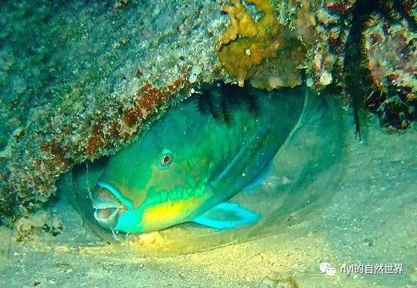 污色绿鹦嘴鱼(daisy parrotfish)