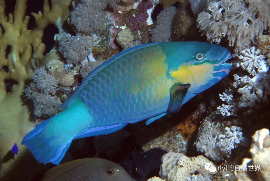 污色绿鹦嘴鱼(daisy parrotfish)