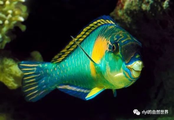 污色绿鹦嘴鱼(daisy parrotfish)
