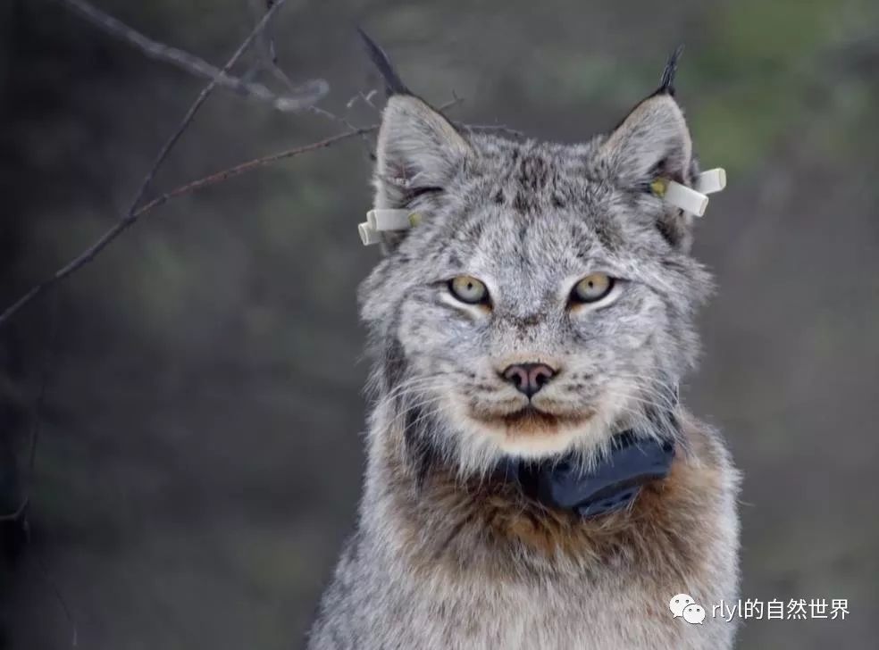 大脚怪出没!罕见加拿大猞猁现身,捕捉兔子如特工