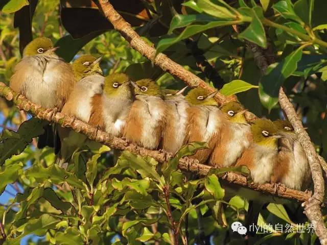 灰胸绣眼鸟(silvereyes)拥挤在树上睡觉.