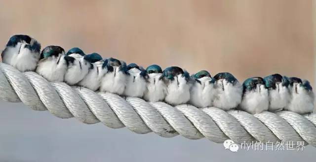 双色树燕(tree swallows)与同伴一起蜷缩在一根绳上.