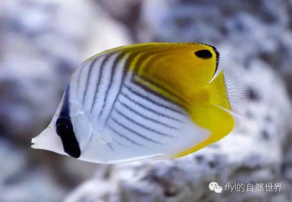 扬幡蝴蝶鱼(threadfin butterflyfish)