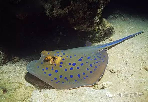 蓝斑条尾魟(ribbontailed stingray)