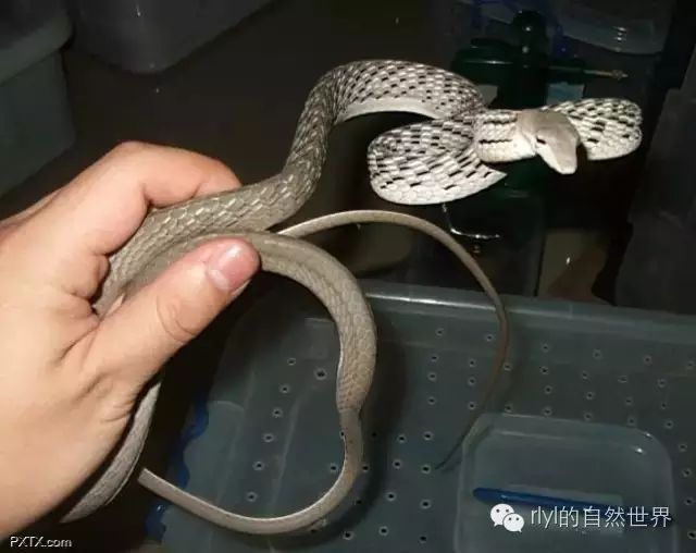 请问这位,你是蛇界派来的逗比吗?