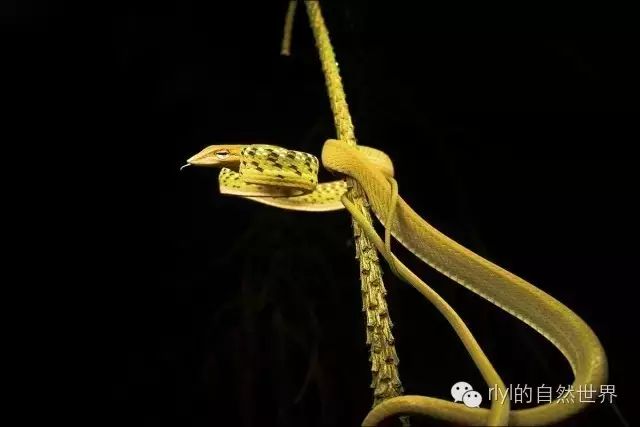 上海黄黑色的蛇图片