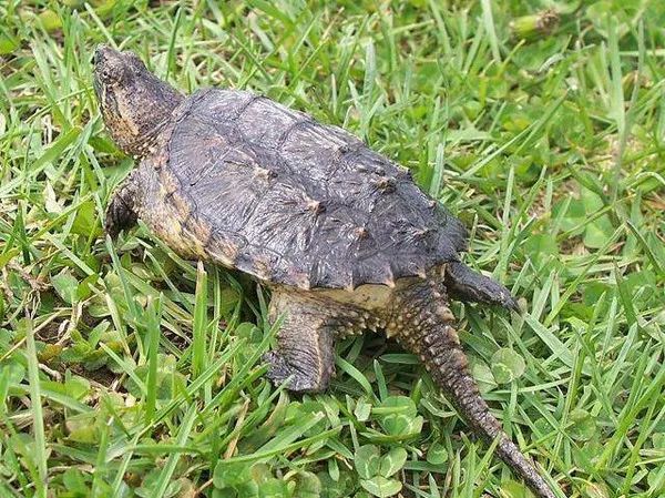 鳄鱼龟 -- 龟类中的珍稀极品!